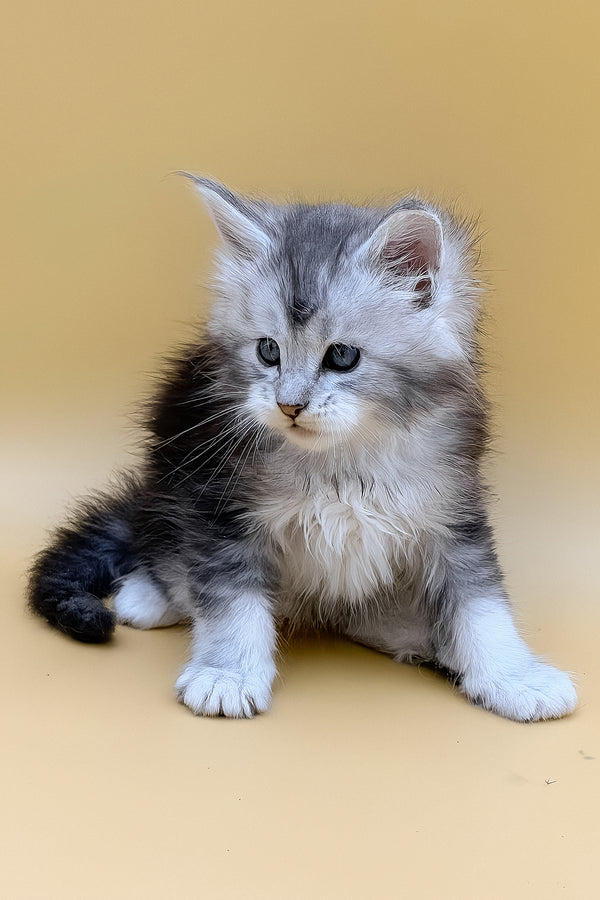 Luxor | Maine Coon Kitten
