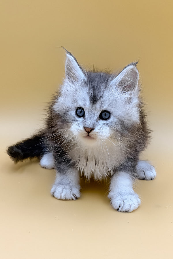 Luxor | Maine Coon Kitten