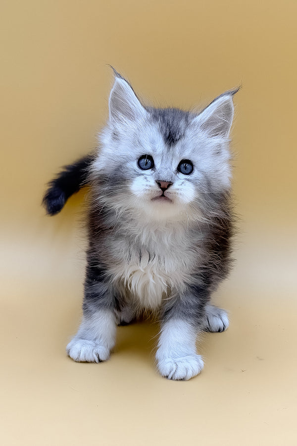 Luxor | Maine Coon Kitten