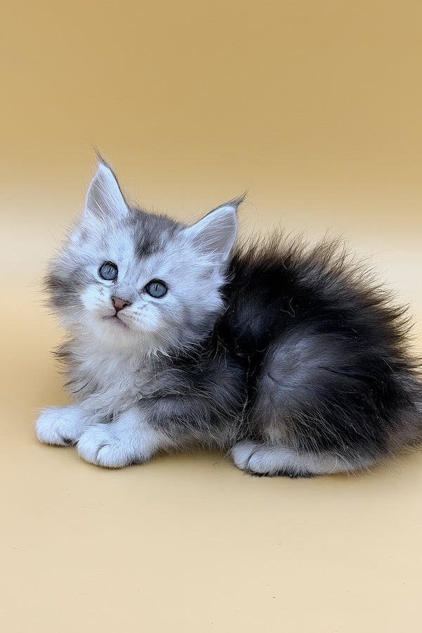 Luxor | Maine Coon Kitten