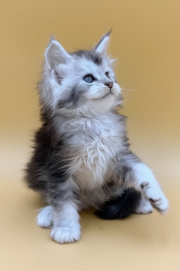 Luxor | Maine Coon Kitten