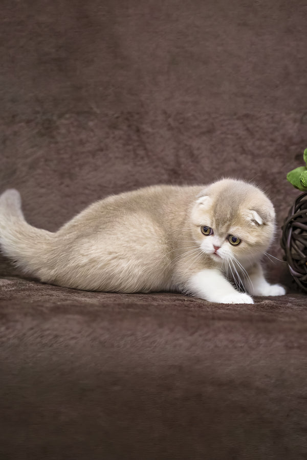 Luxury | Scottish Fold Kitten