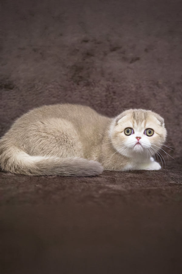 Luxury | Scottish Fold Kitten