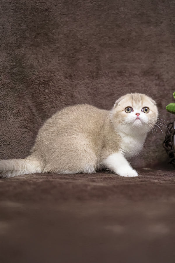 Luxury | Scottish Fold Kitten
