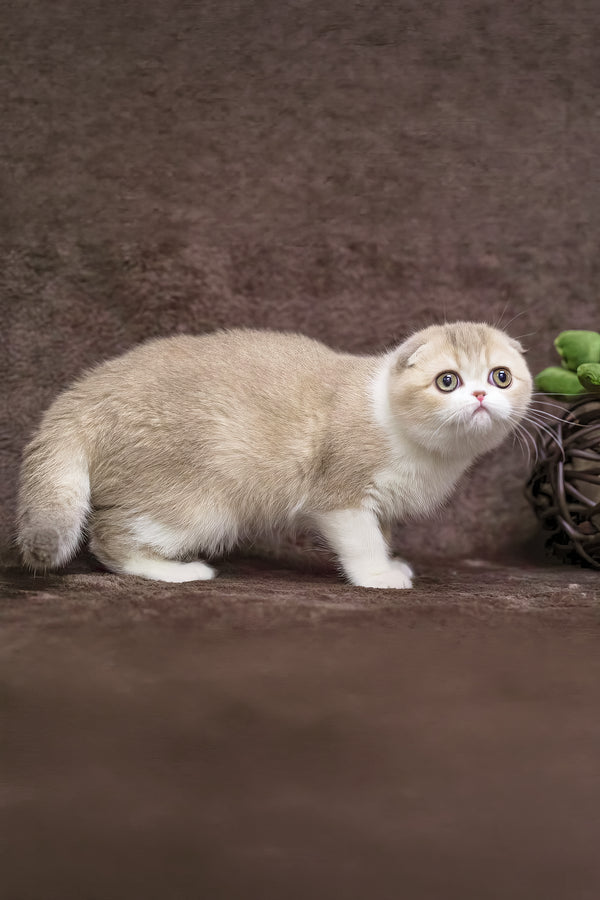 Luxury | Scottish Fold Kitten