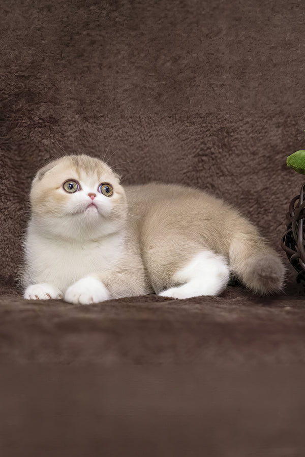 Luxury | Scottish Fold Kitten