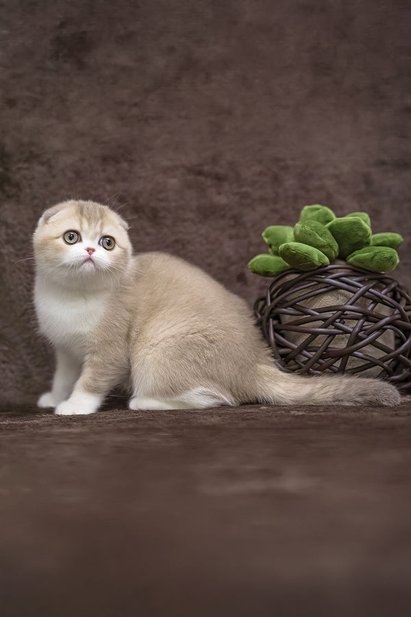 Luxury | Scottish Fold Kitten