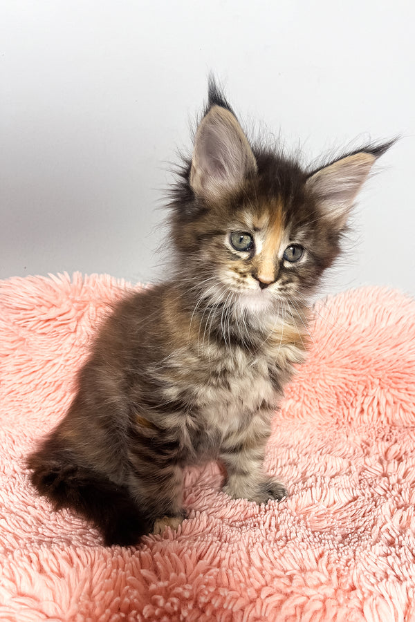 Magic | Maine Coon Kitten