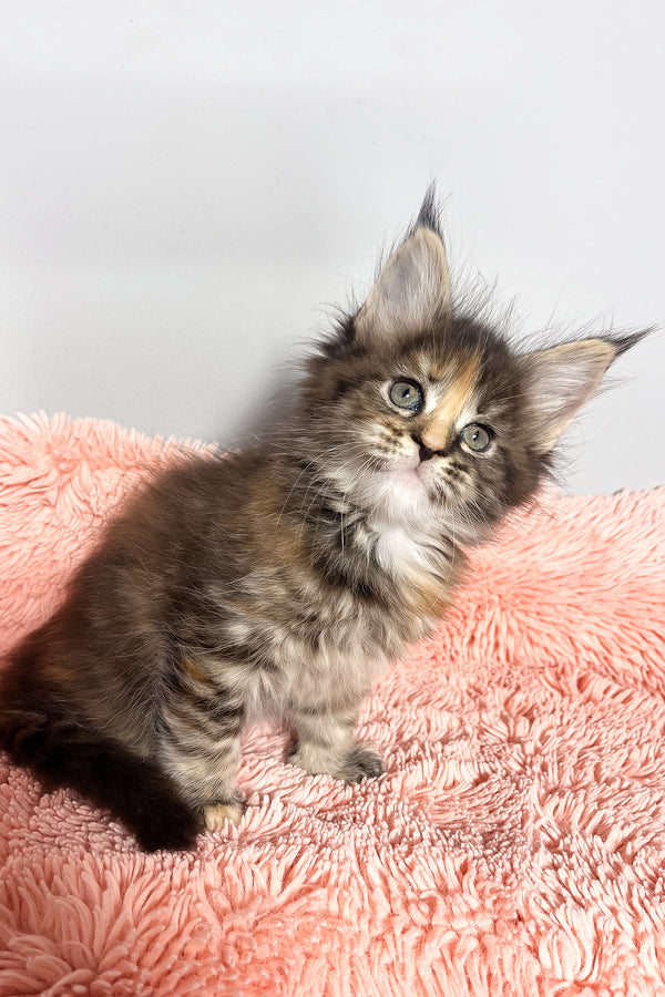 Magic | Maine Coon Kitten