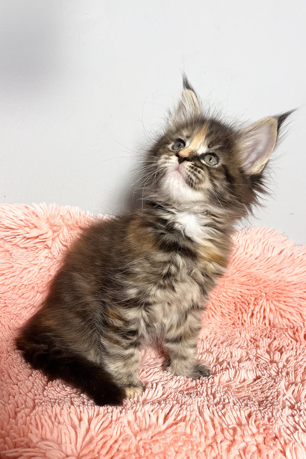 Magic | Maine Coon Kitten