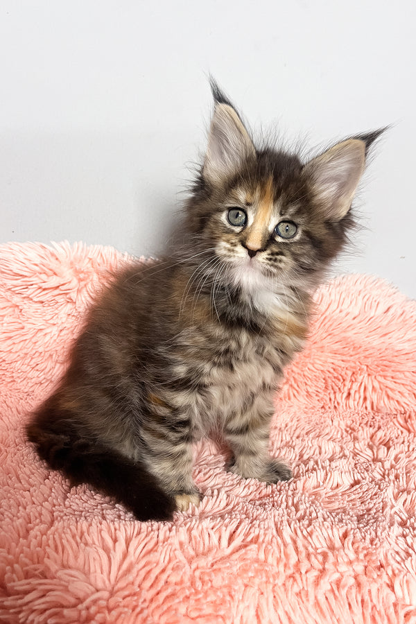 Magic | Maine Coon Kitten