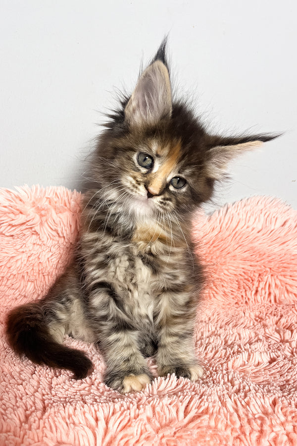 Magic | Maine Coon Kitten