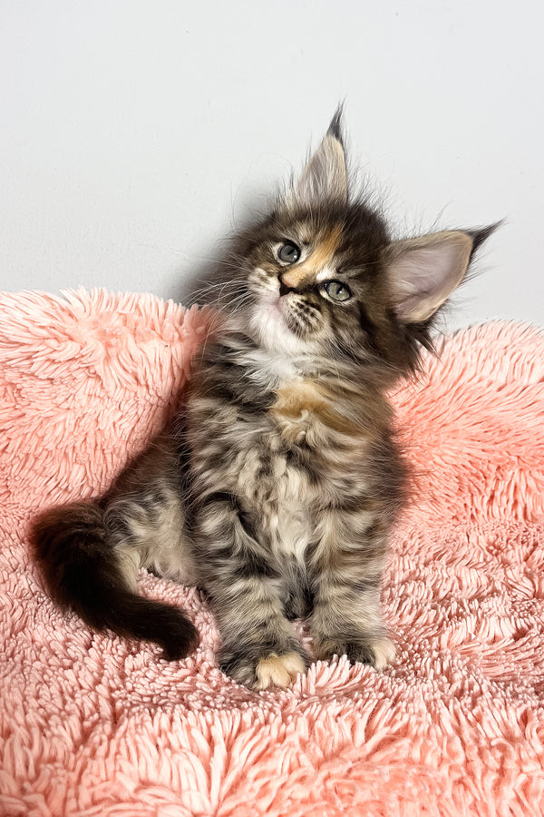Magic | Maine Coon Kitten