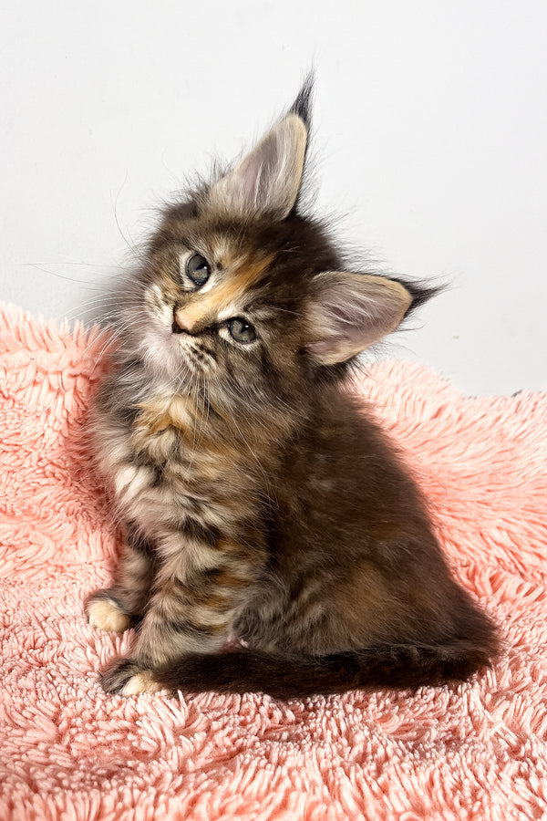 Magic | Maine Coon Kitten