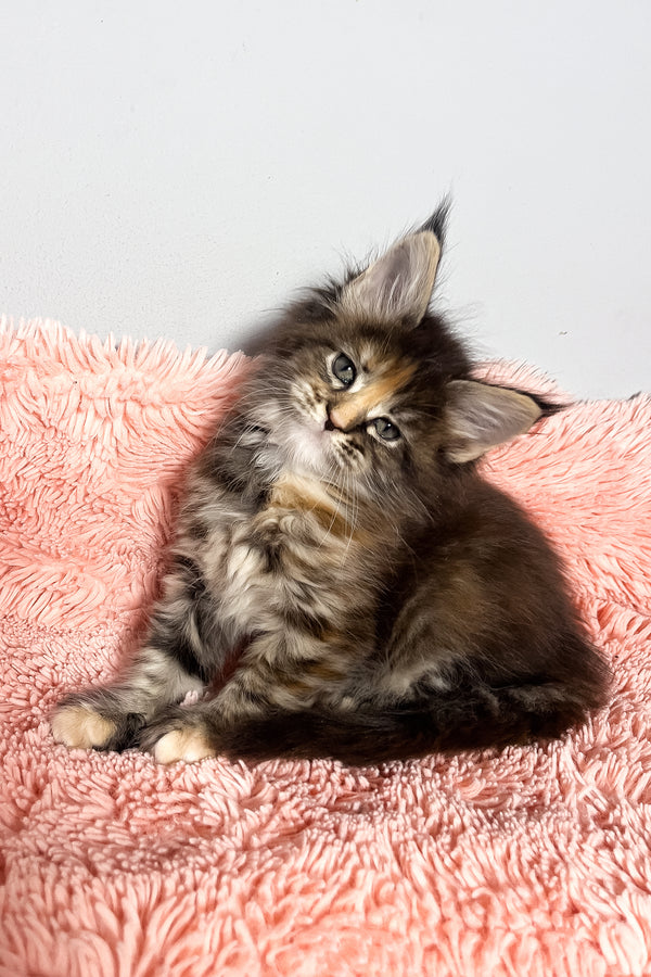 Magic | Maine Coon Kitten