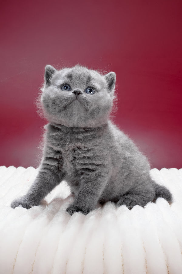 Magnus | British Shorthair Kitten