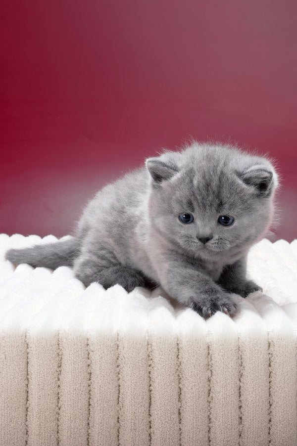 Magnus | British Shorthair Kitten