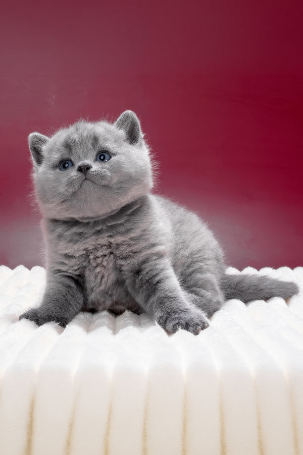 Magnus | British Shorthair Kitten