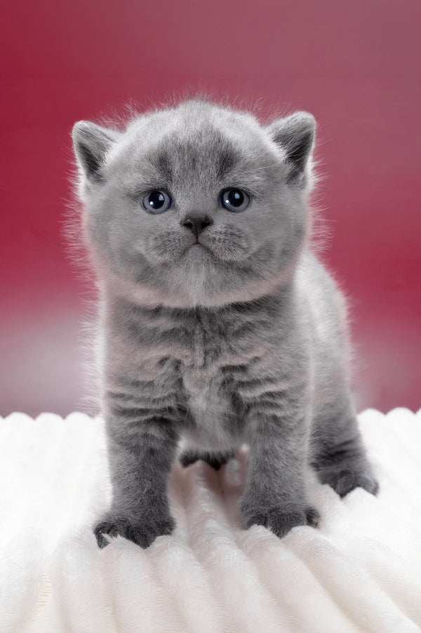 Magnus | British Shorthair Kitten