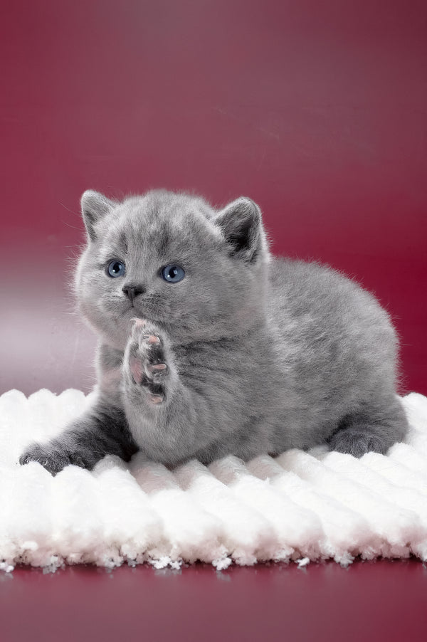 Magnus | British Shorthair Kitten