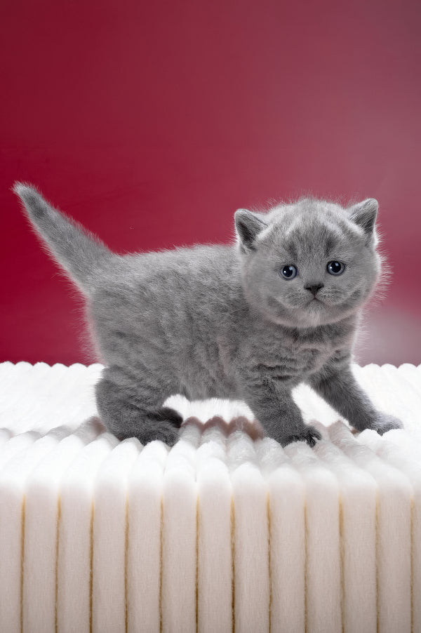 Magnus | British Shorthair Kitten