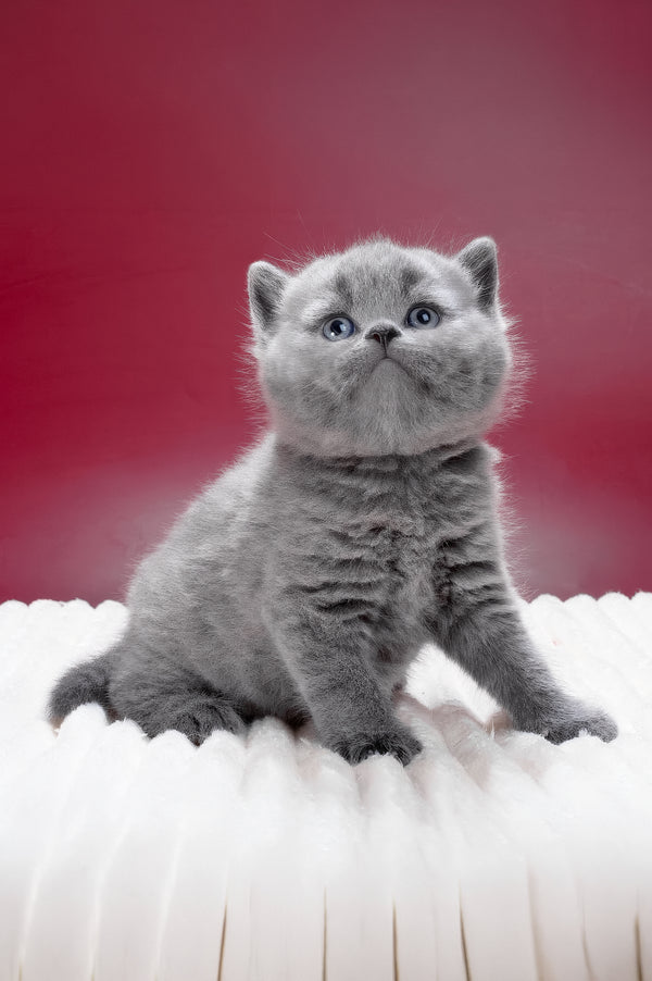 Magnus | British Shorthair Kitten