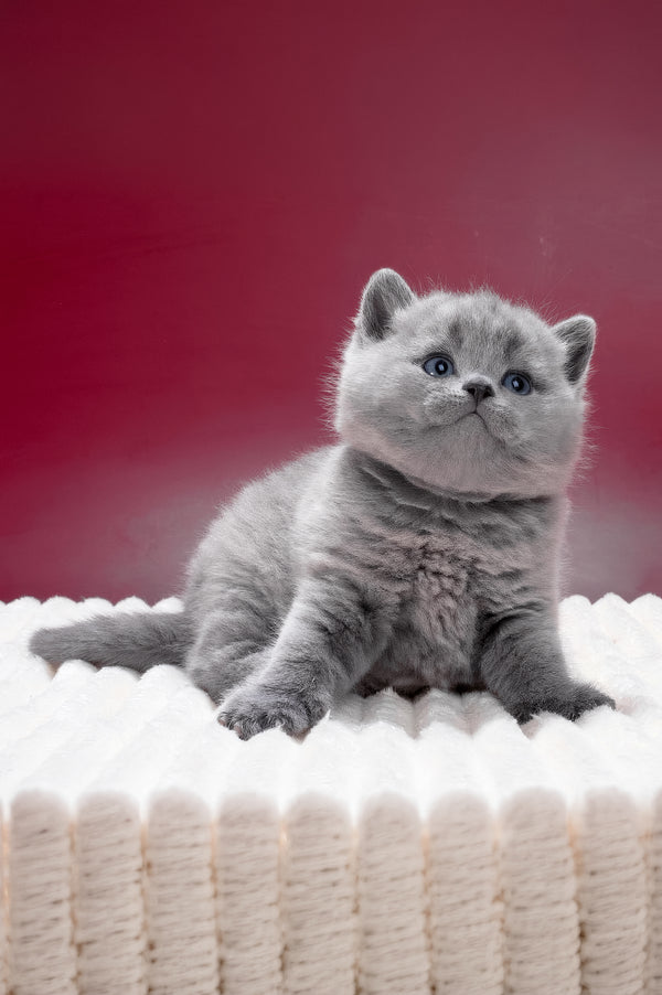 Magnus | British Shorthair Kitten