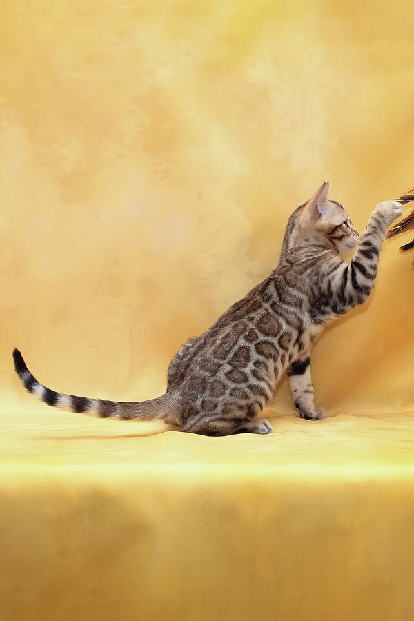 Malina | Bengal Kitten