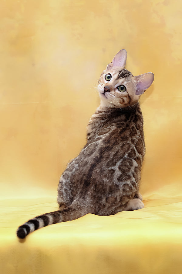 Malina | Bengal Kitten