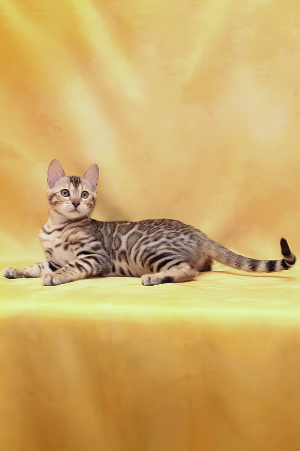 Malina | Bengal Kitten