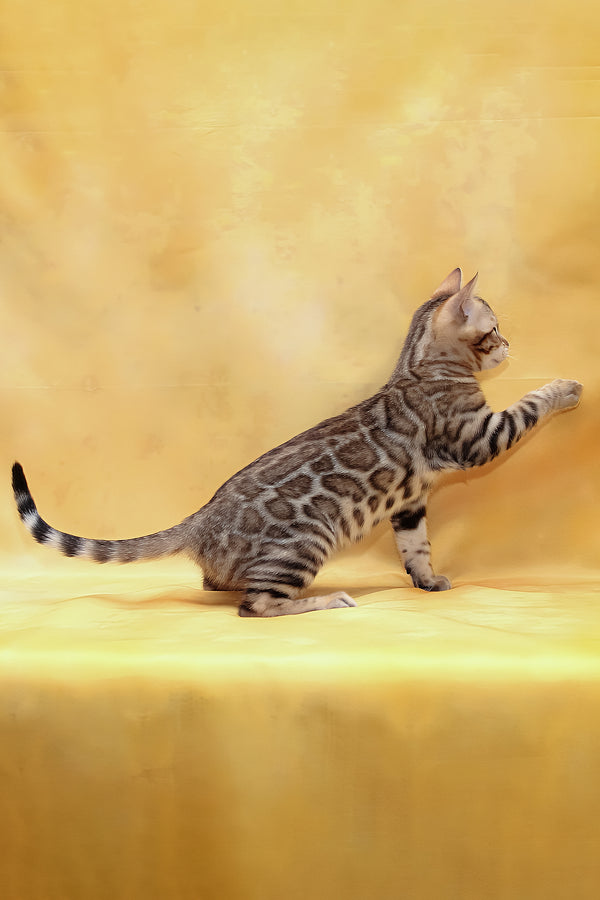 Malina | Bengal Kitten