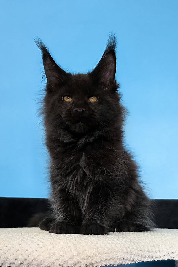 Margarita | Maine Coon Kitten