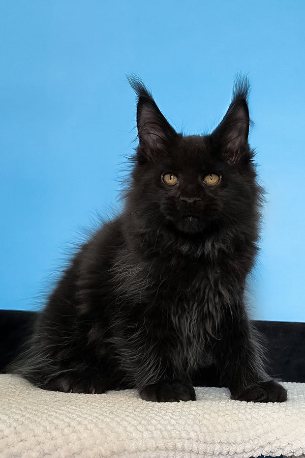 Margarita | Maine Coon Kitten
