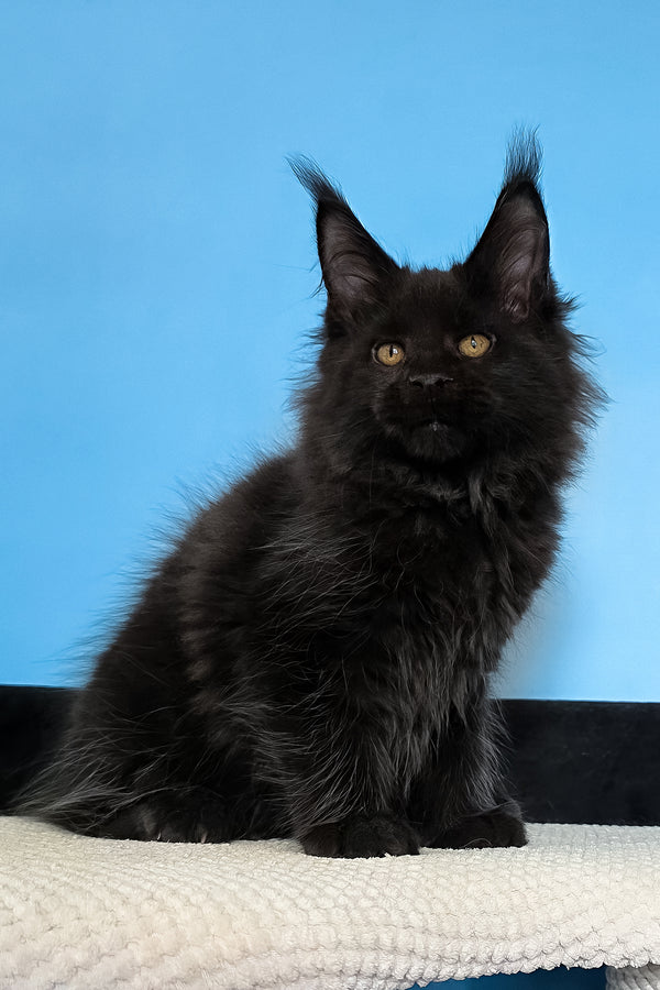 Margarita | Maine Coon Kitten