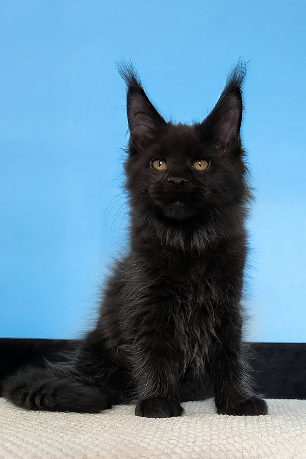 Margarita | Maine Coon Kitten