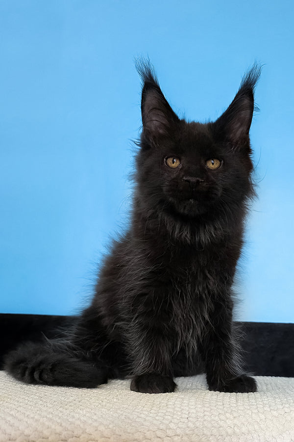 Margarita | Maine Coon Kitten