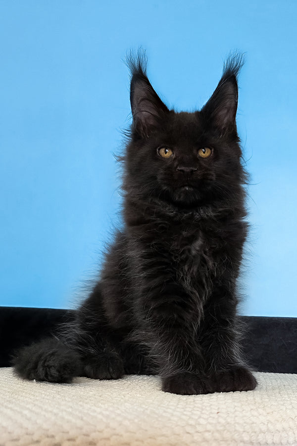 Margarita | Maine Coon Kitten
