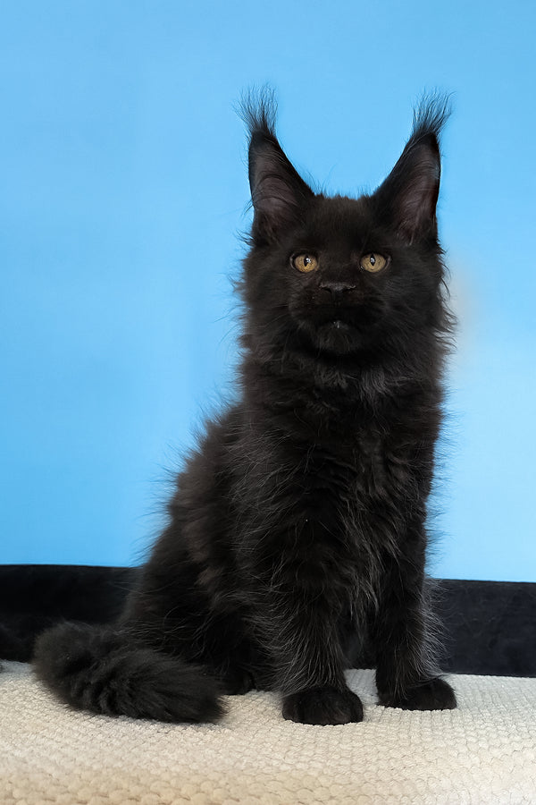 Margarita | Maine Coon Kitten