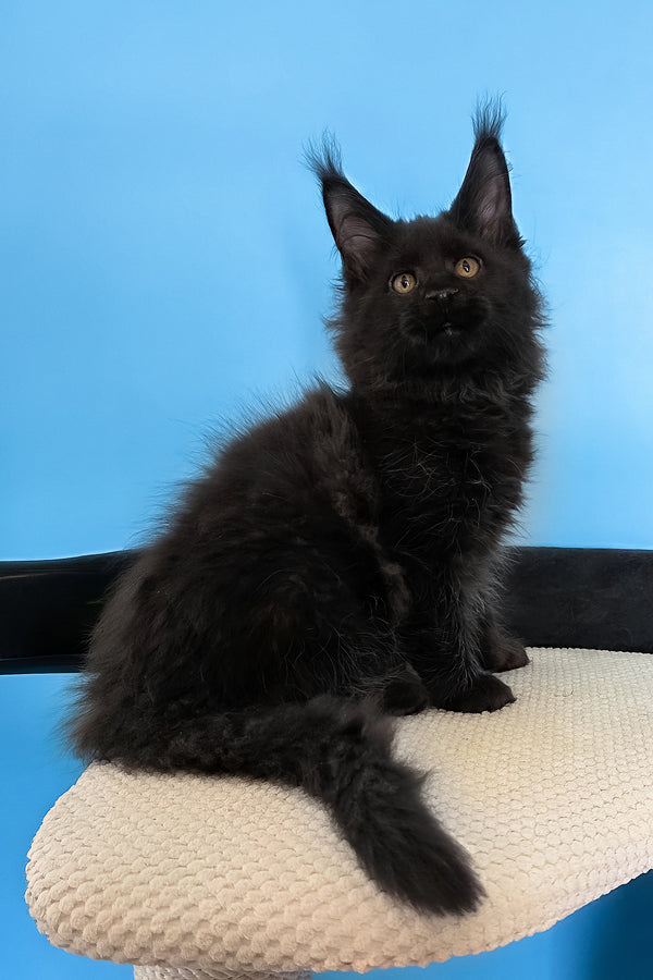 Margarita | Maine Coon Kitten