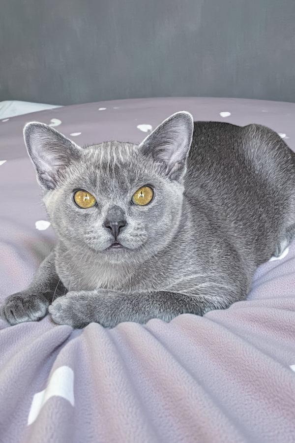 Markiz | Burmese Kitten