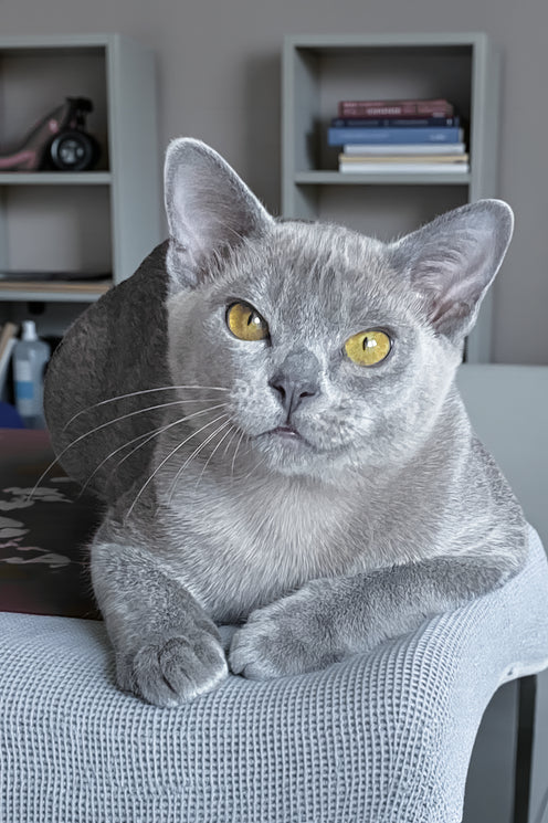 Markiz | Burmese Kitten