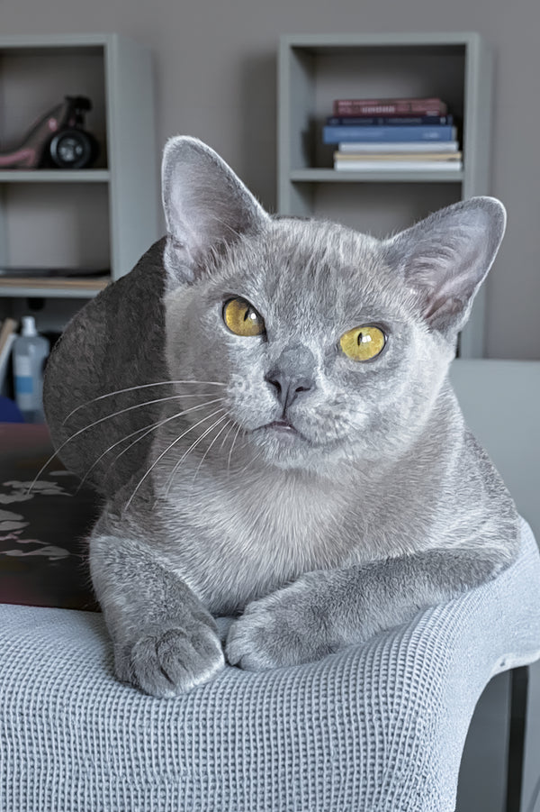 Markiz | Burmese Kitten