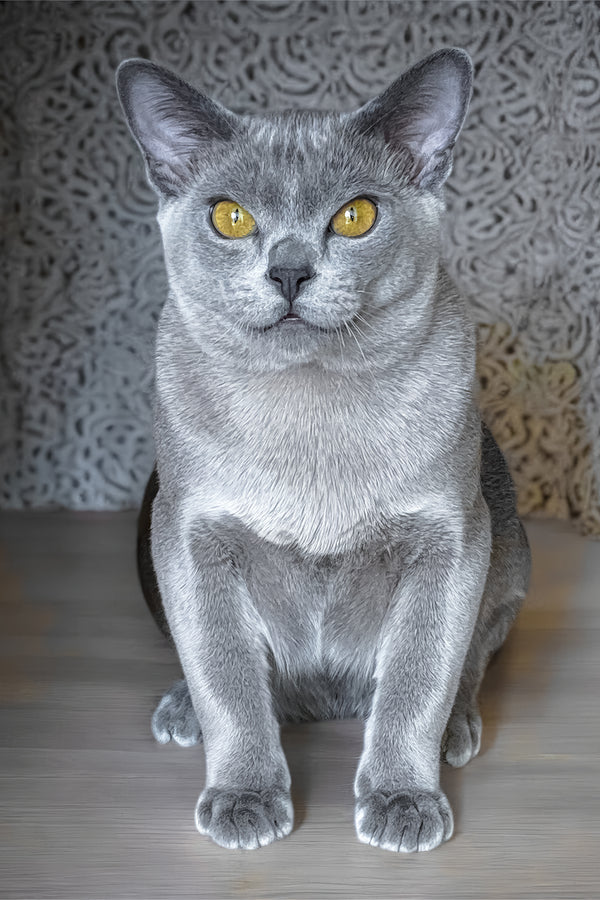 Markiz | Burmese Kitten