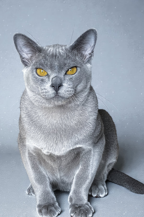 Markiz | Burmese Kitten