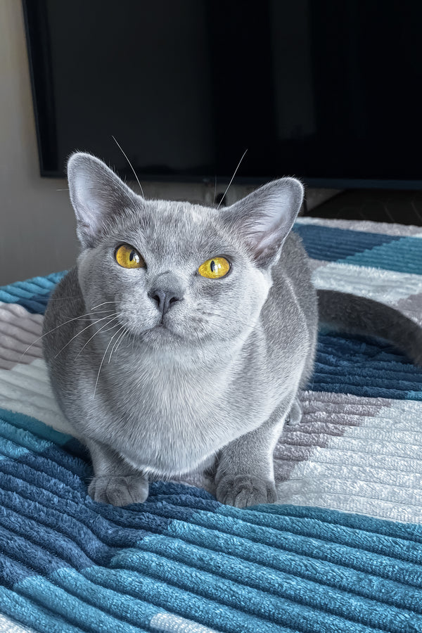 Markiz | Burmese Kitten