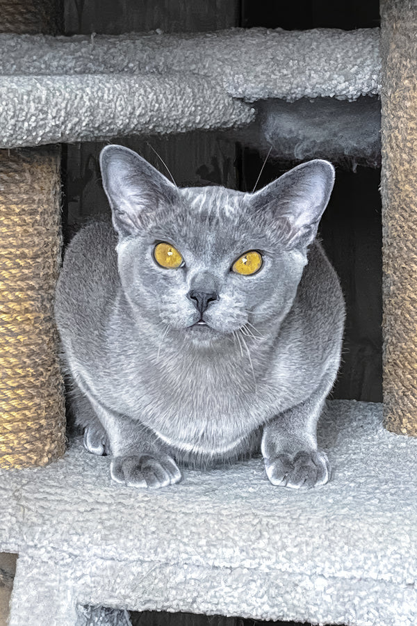 Markiz | Burmese Kitten