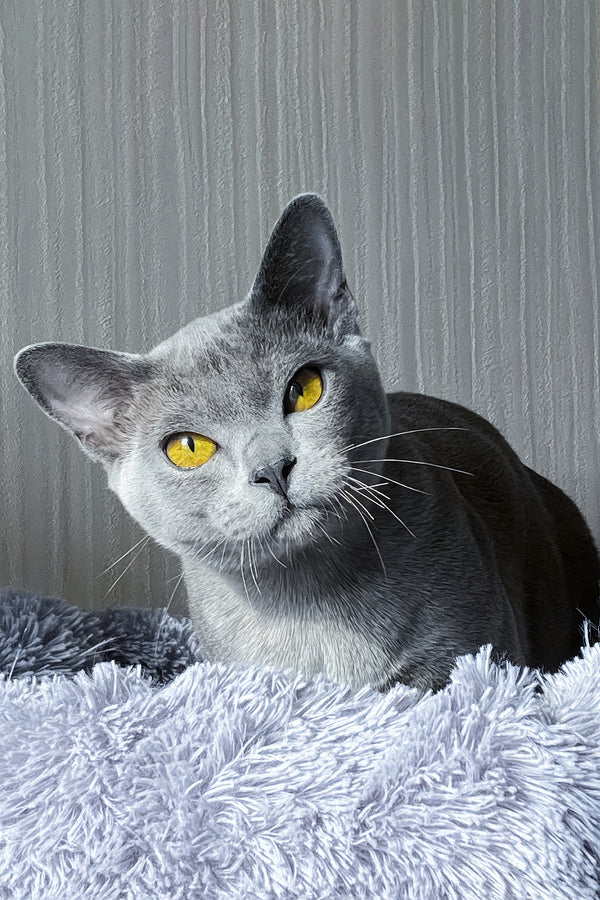 Markiz | Burmese Kitten