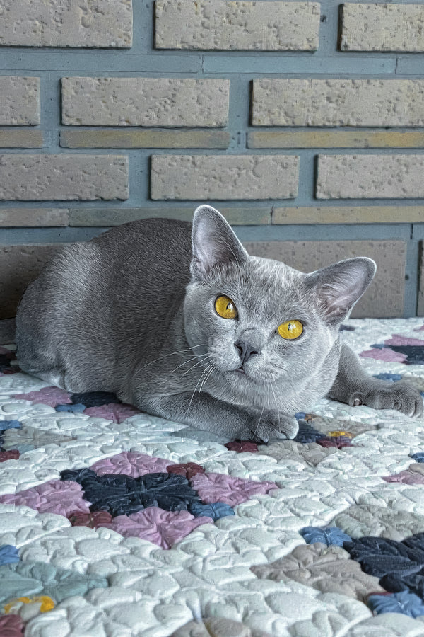 Markiz | Burmese Kitten