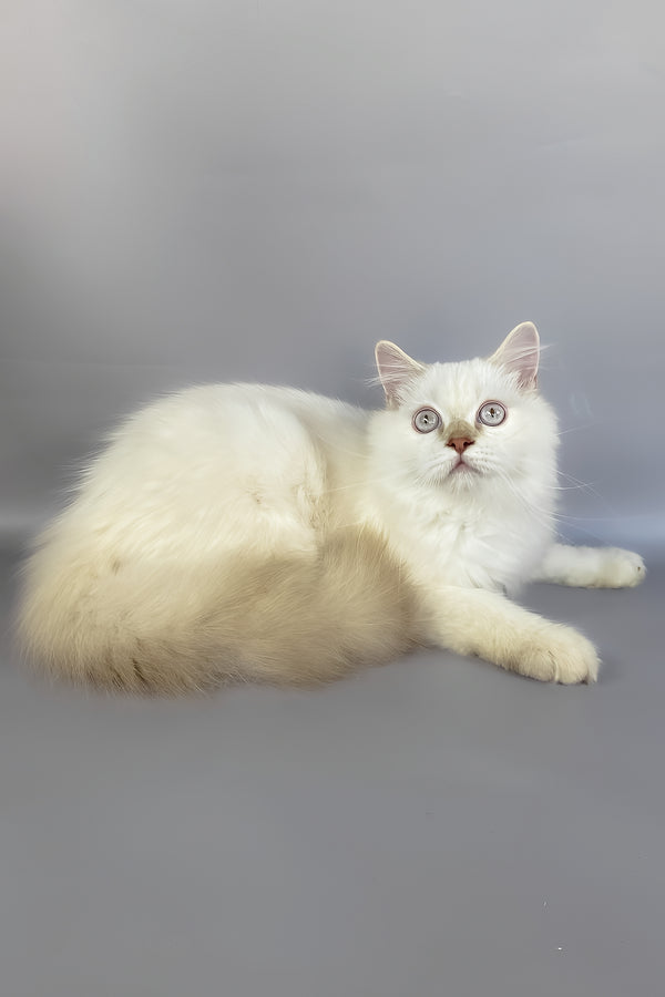 A fluffy white british longhair kitten with light eyes and a plush coat perfect for your adoption journey