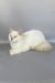 Martin | British Longhair Kitten